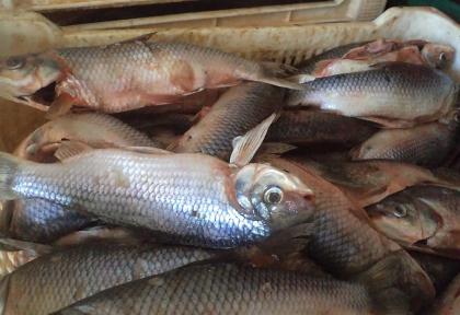 Peixes